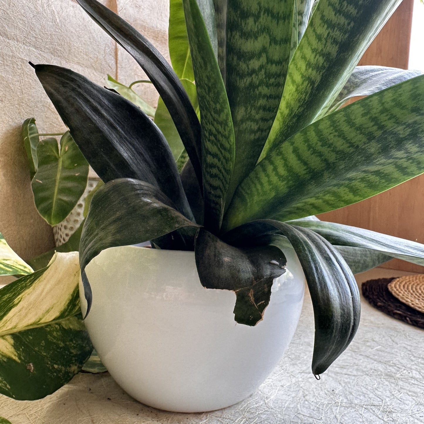 Metal Pot New With Plate & White
