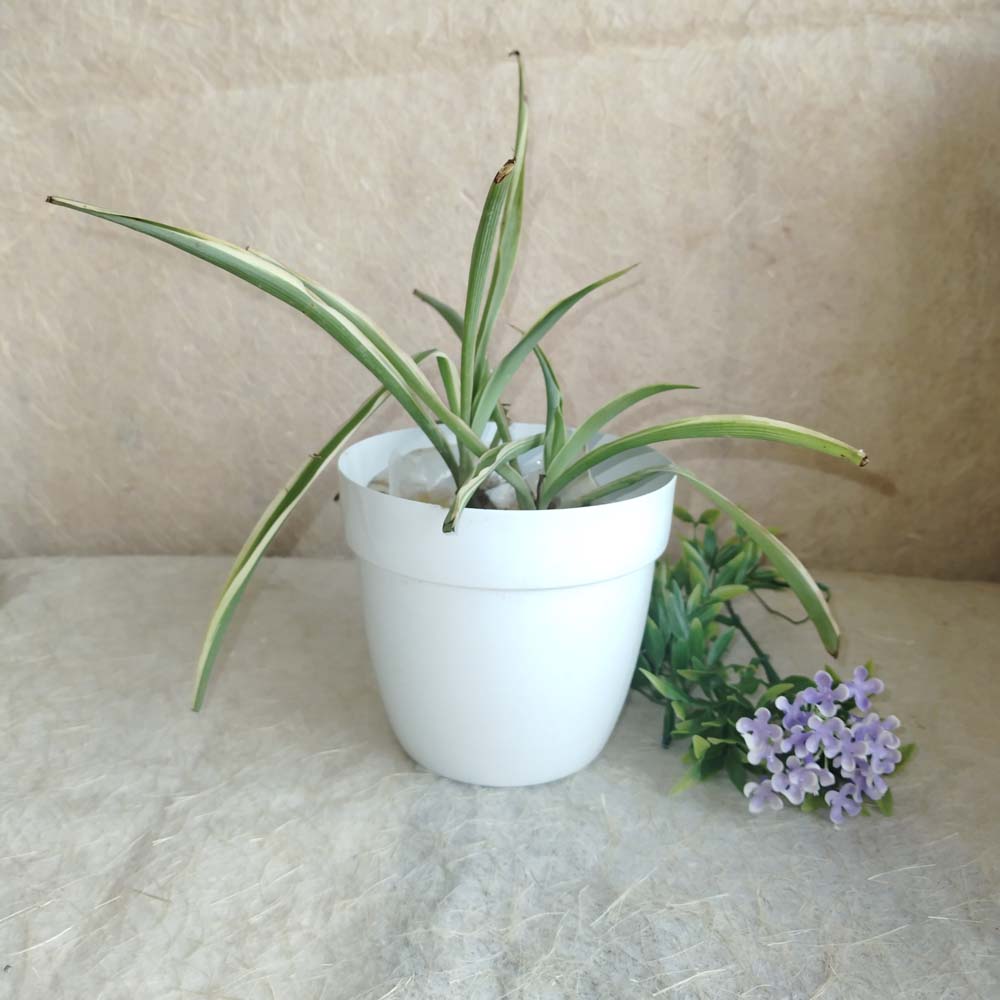 Metal Pot New With Stand & White Single